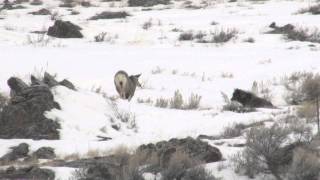 Black Wolf of Jackson Hole