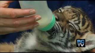 PDZA Surprise Tiger Cub