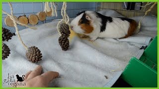 ROOM TOUR JAULA CYC DE COBAYAS ENERO 2018 | ANTIDESLIZANTE EN EL TERCER PISO DE LA CASITA POR FIN