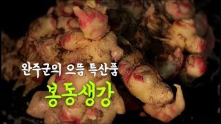 완주군의 으뜸 특산품 봉동생강