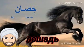 арабский язык с арабом |  животные и птицы на арабском и всё! | повтор слов!