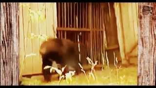 Нападение медведя на человека