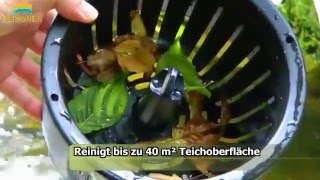 Очистка воды в пруду: американская система фильтрации