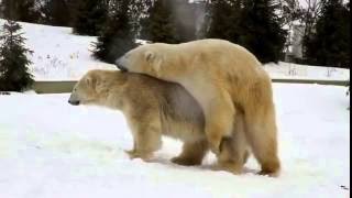 Спаривание белых медведей. Зоопарк Прага / Maiting polar bears. Praha Zoo