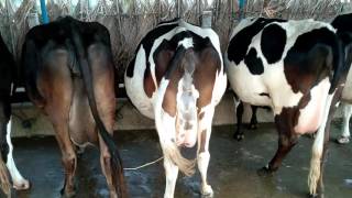 HF,JERSEY COWS FOR SALE IN TAMILNADU- PH&WHATSAPP NO- 07639280888