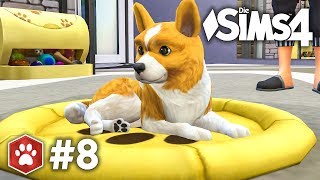 Das Corgi Abenteuer | Let's Play Die Sims 4 Hunde & Katzen #8