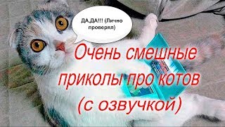 Приколы С Котами с озвучкой ТОПОВАЯ ПОДБОРКА 2018 (Попробуй не засмеяться)