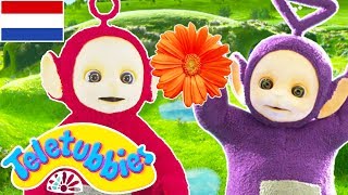 Teletubbies Nederlands:  1 Uur Lange Compilatie | kinder programmas | tekenfilms | animatie