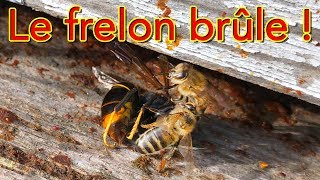 Au feu le frelon façon Etienne !