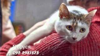 Котейка ищет тебя