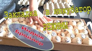 Инкубация 2019. Индюк. Бройлер // Юлия Артуровна