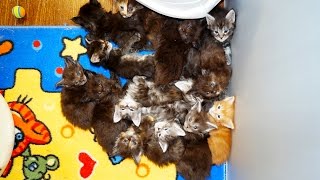 Котята мейн кун онлайн. Maine Coon cattery "Lovitven" online - Saint Petersburg, Russia.