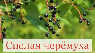 Спелая черёмуха