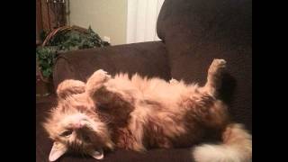❀ 429 Things about Kitties Your Teachers Wouldn't Tell You