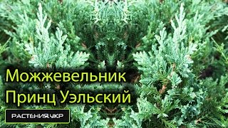 Можжевельник горизонтальный Принц Уэльский / Можжевельник посадка и уход / хвойные растения