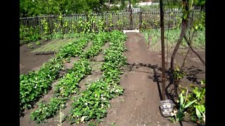 КЛУБНИКА растёт, цветёт и зреет