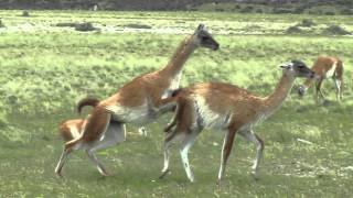 GUANACOS ENAMORADOS HACIENDO UN ACTO DE AMOR DELANTE NUESTRO !!!!