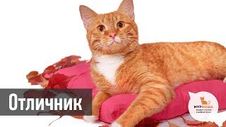 Кот Отличник ищет дом - приют для кошек "Муркоша"