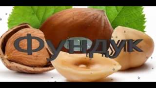 Фундук Сбор фундука Продажа саженцев 066 452 44 42