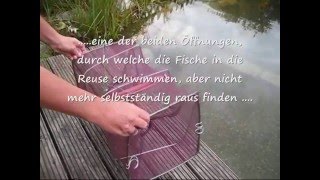 Fischreuse - Verwendung im Gartenteich