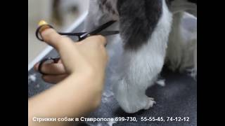Мастер-класс салонного груминга. Домашняя пет-стрижка ши-тцу