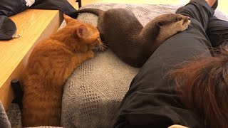 カワウソさくら ３人みんなで同じ寝方する Otter，cat and their owner sleep the same way