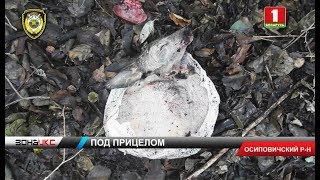 В Осиповичском районе компания мужчин получила путевки на добычу пушного зверя. Зона Х