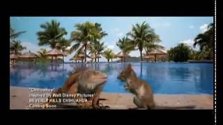 Un Chihuahua de  Beverly Hills | Videoclip: 'Chihuahua' | Disney Oficial