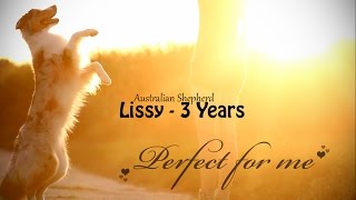 Perfect for me ♥ | Australian Shepherd Lissy (3 Years)