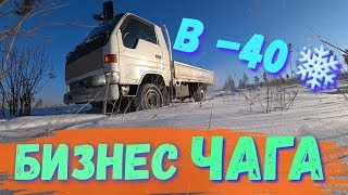 Поехал в лес за чагой в -40!