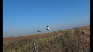Фильм охота на куропаток Беларусь  2018 (охотник по перу), partridge hunting