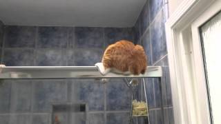 City the Kitty and his bathroom time