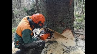 Tažba Dreva?Hruby Zarasteny dvojak Tree felling Stihl MS 261