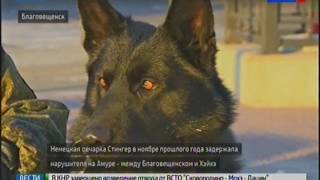 Амурскую пограничную собаку первую в стране наградили за задержание нарушителя