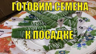 Подготовка семян перца и помидор к посадке! Когда сеять рассаду томатов и перца!