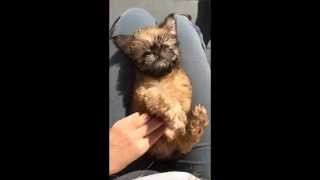 Брюссельский гриффон/Brussels Griffon