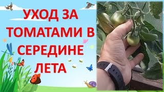 Как выращивать томаты в теплице. Уход за томатами в середине лета. Выращивание помидоров в теплице.