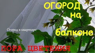 Огород на балконе.Пора цветения