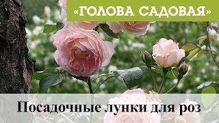 Голова садовая - Посадочные лунки для роз