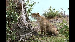 This Lion Just Killed A Baboon Which Is Why I Was Shocked At What She Did To The Baby Afterwards