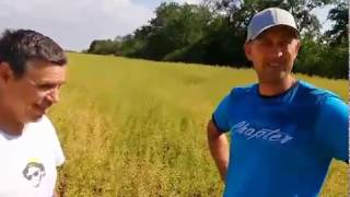 Семена горчицы белой сорта Лелека - видео