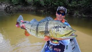 Peacock Bass - Rio Mataven 2018   ONI Fishing Expedition