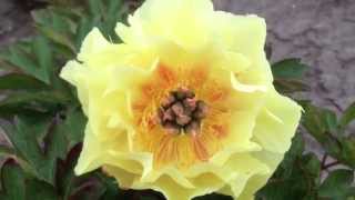 Peony Garden Treasure (Itoh Hybrid) - www.peonyshop.com