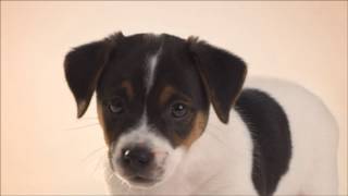 Comida para chachorros ( 1-12 meses) - Perros razas pequeñas