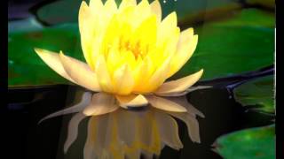 Free screensaver nfsSingingLotus2