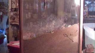 Huge Ant Farm Habitat Day 1 2009