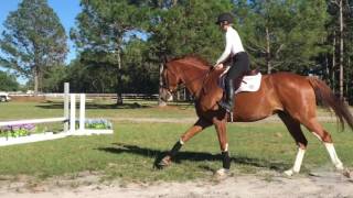 9YO, very fancy hunter by Popeye K, shown up to 3ft, schooling 3'6 with ease