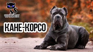 Кане-корсо / Интересные факты о собаках