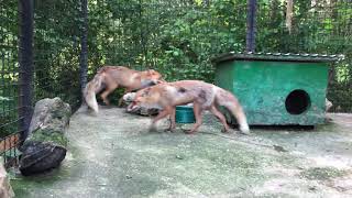 Лисички и рыжий котик в парке Тайган
