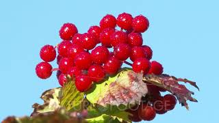 CU Berries,Highbush Cranberry Berries,Morning Dew Sparkling on Berries